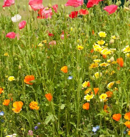 West Coast Seeds - Mixed Flowers