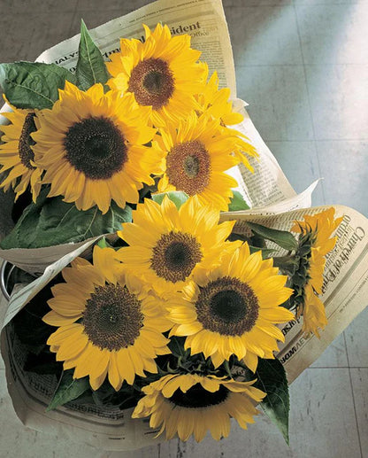 West Coast Seeds - Flowers - Sunflowers