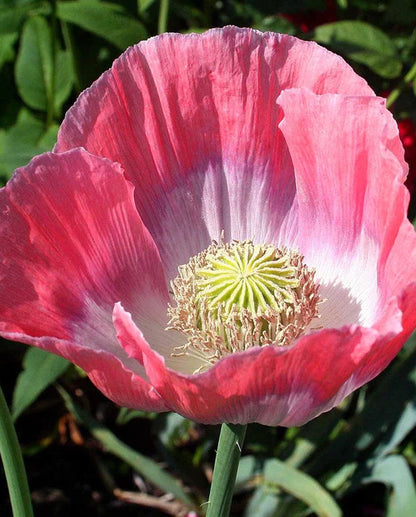 West Coast Seeds - Flowers - Poppies