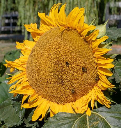 West Coast Seeds - Mixed Flowers