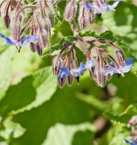 West Coast Seeds - Herbs