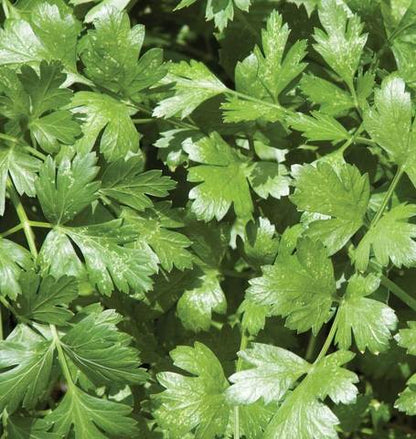 West Coast Seeds - Herbs