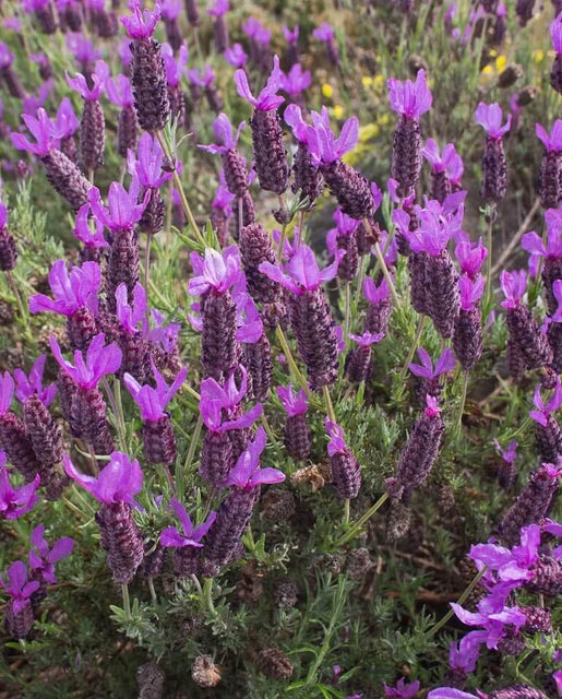 West Coast Seeds - Herbs