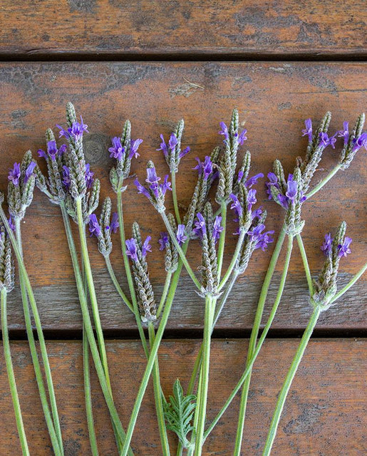 West Coast Seeds - Herbs