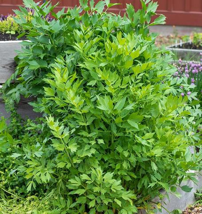 West Coast Seeds - Herbs