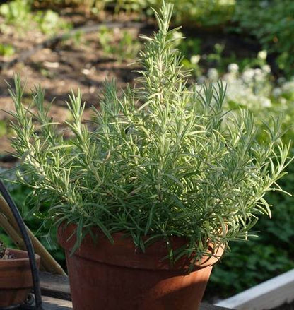 West Coast Seeds - Herbs