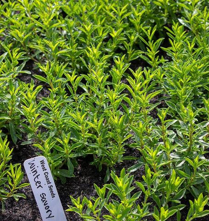 West Coast Seeds - Herbs