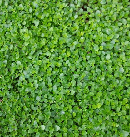 West Coast Seeds - Herbs