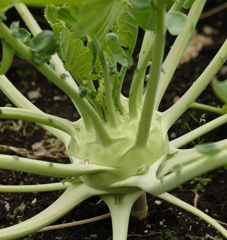 West Coast Seeds - Misc Vegetables