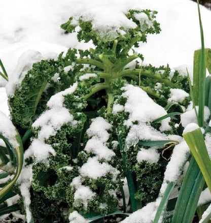 West Coast Seeds - Kale