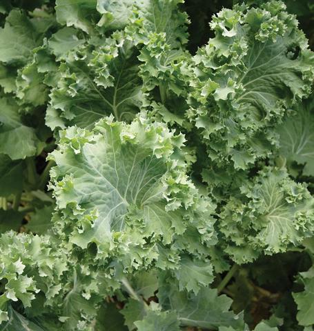 West Coast Seeds - Kale