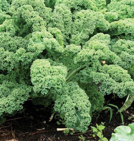 West Coast Seeds - Kale