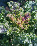 West Coast Seeds - Kale