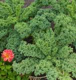 West Coast Seeds - Kale
