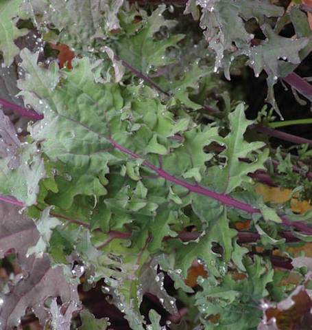 West Coast Seeds - Kale