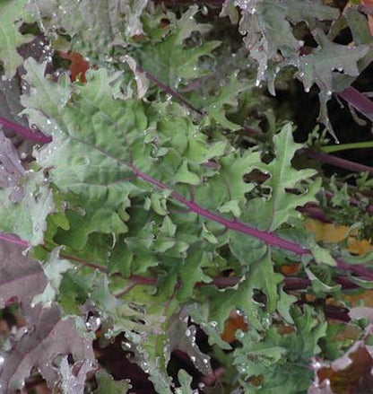 West Coast Seeds - Kale