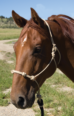 Burwash - Kanga Horseman - 4-Knot Rope Horse Halter - Foal