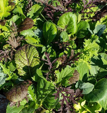 West Coast Seeds - Lettuce