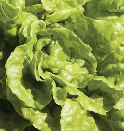 West Coast Seeds - Lettuce