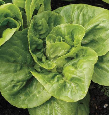West Coast Seeds - Lettuce