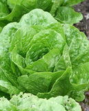 West Coast Seeds - Lettuce
