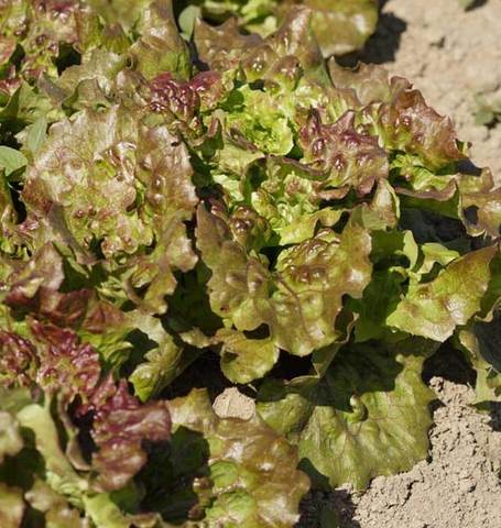 West Coast Seeds - Lettuce