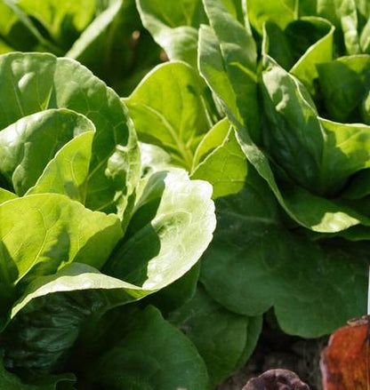 West Coast Seeds - Lettuce
