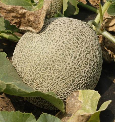 West Coast Seeds - Melons