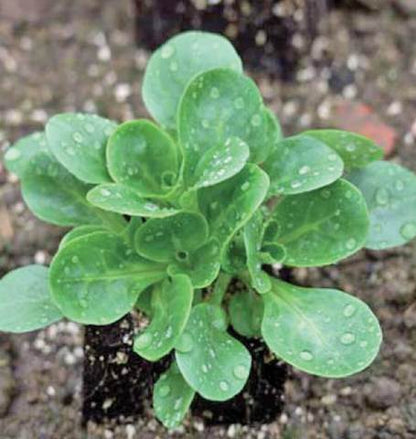 West Coast Seeds - Misc Greens