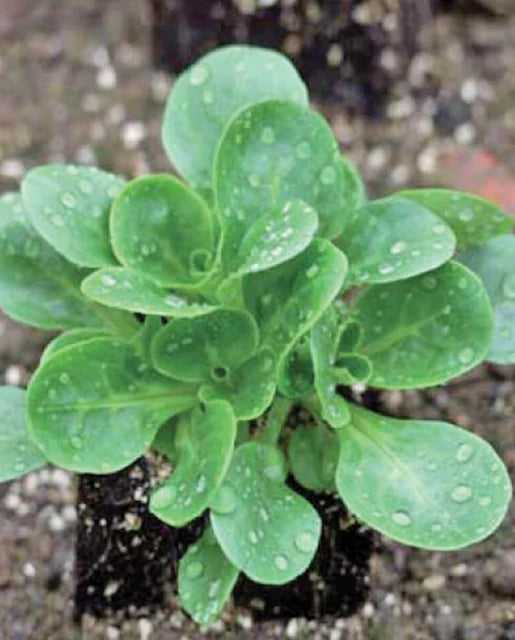 West Coast Seeds - Lettuce