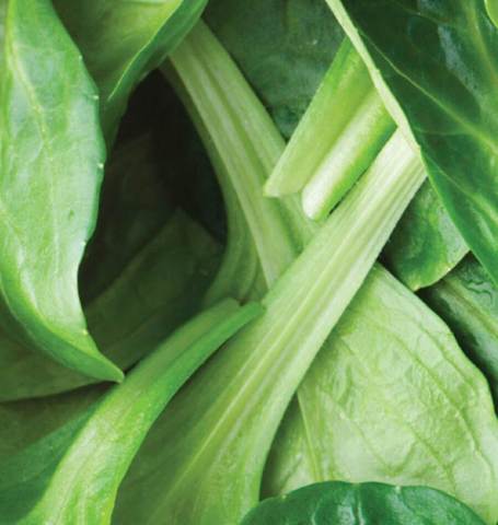 West Coast Seeds - Misc Greens