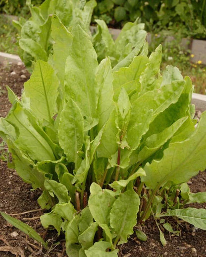 West Coast Seeds - Misc Greens