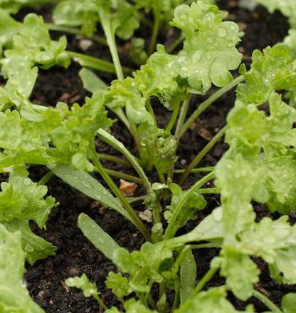 West Coast Seeds - Misc Greens