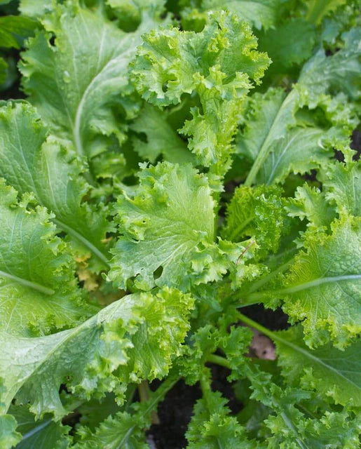 West Coast Seeds - Misc Greens