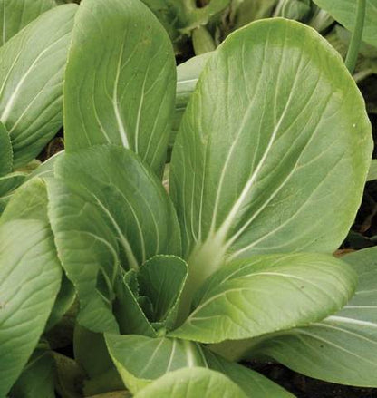 West Coast Seeds - Misc Greens