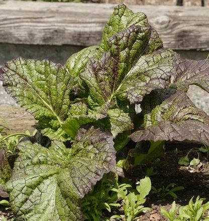 West Coast Seeds - Misc Greens