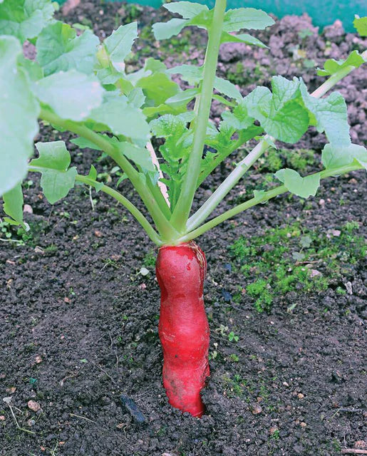 West Coast Seeds - Radish