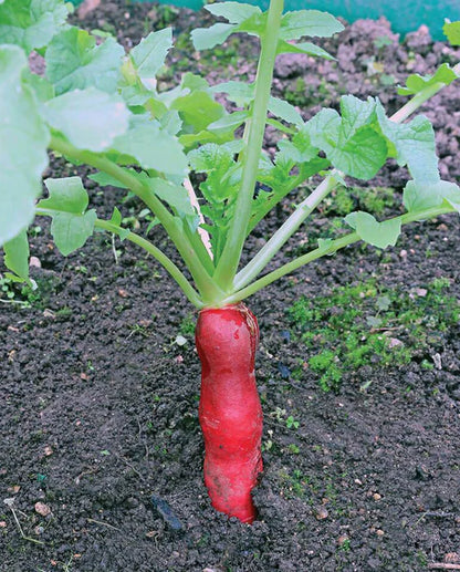West Coast Seeds - Radish