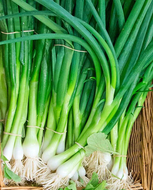 West Coast Seeds - Onions