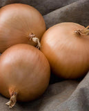 West Coast Seeds - Onions