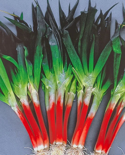 West Coast Seeds - Onions