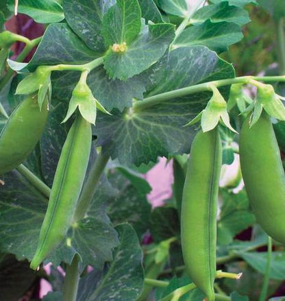 West Coast Seeds - Peas