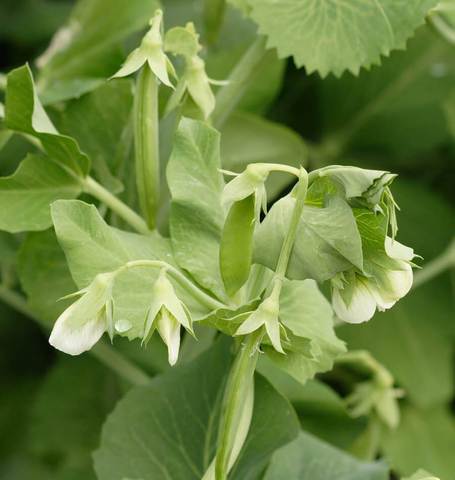 West Coast Seeds - Peas