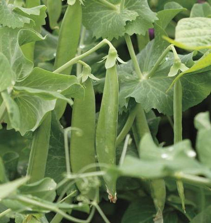 West Coast Seeds - Peas