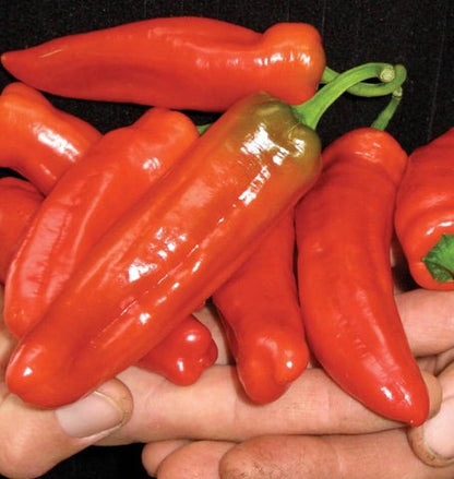 West Coast Seeds - Peppers