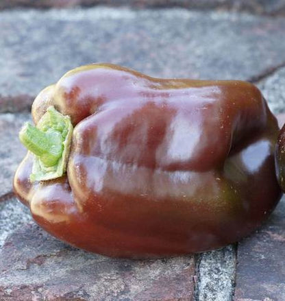 West Coast Seeds - Peppers