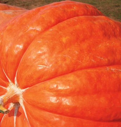 West Coast Seeds - Squash/Pumpkin