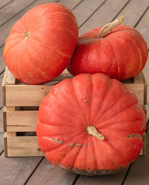 West Coast Seeds - Squash/Pumpkin