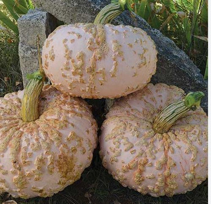 West Coast Seeds - Squash/Pumpkin