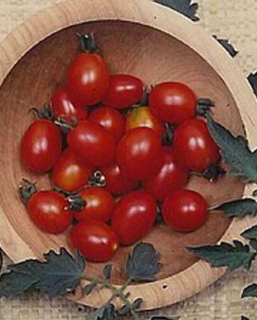 West Coast Seeds - Tomatoes
